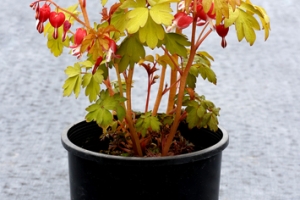 Dicentra 'Ruby Gold' NEW 2022